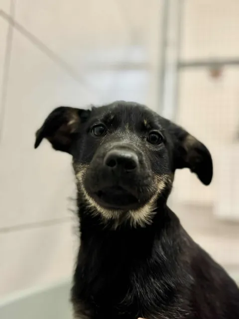 Pies do adopcji, Piła, 22 października 2025 (1/2)