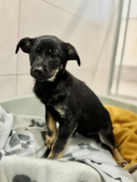 Pies do adopcji, Piła, 22 października 2025 (2/2)