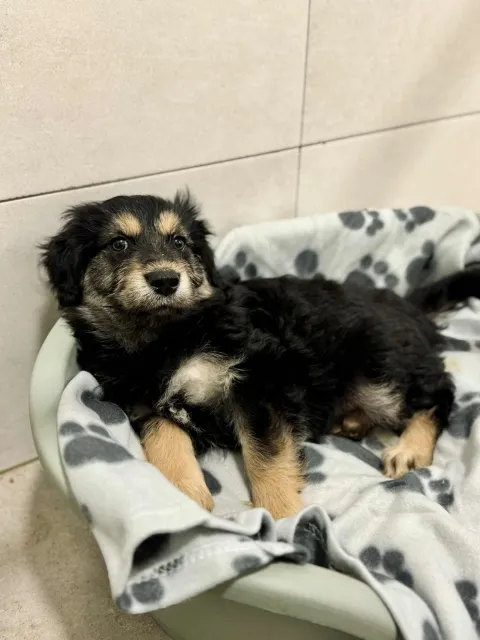 Pies do adopcji, Piła, 22 października 2025 (1/2)