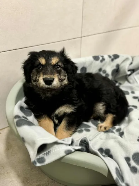 Pies do adopcji, Piła, 22 października 2025 (2/2)