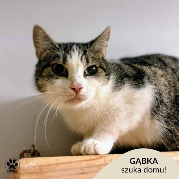 Kot do adopcji, Gdynia, 23 listopada 2025 (1/3)