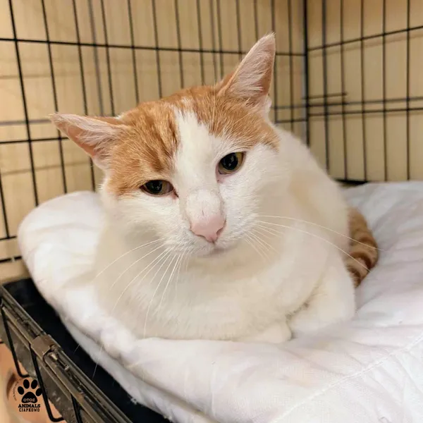 Kot do adopcji, Gdynia, 23 listopada 2025 (2/4)