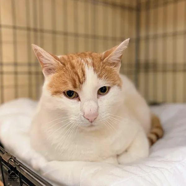 Kot do adopcji, Gdynia, 23 listopada 2025 (3/4)