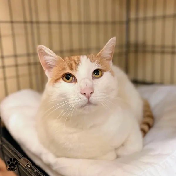 Kot do adopcji, Gdynia, 23 listopada 2025 (4/4)