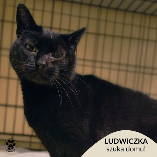 Kot do adopcji, Gdynia, 23 listopada 2025 (1/3)