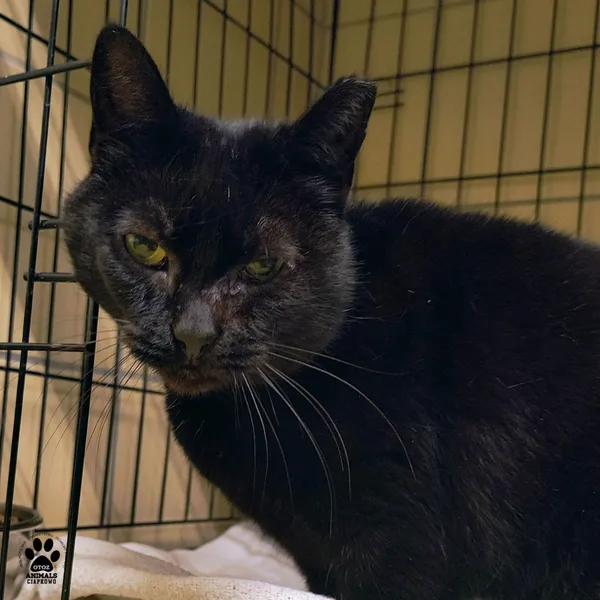 Kot do adopcji, Gdynia, 23 listopada 2025 (2/3)