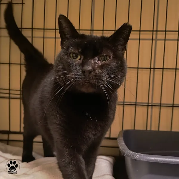 Kot do adopcji, Gdynia, 23 listopada 2025 (3/3)