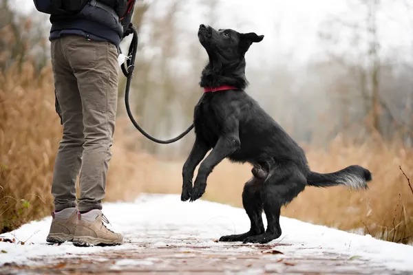 Pies do adopcji, Sosnowiec, 22 listopada 2025 (2/5)