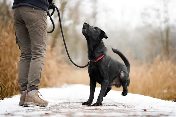 Pies do adopcji, Sosnowiec, 22 listopada 2025 (5/5)