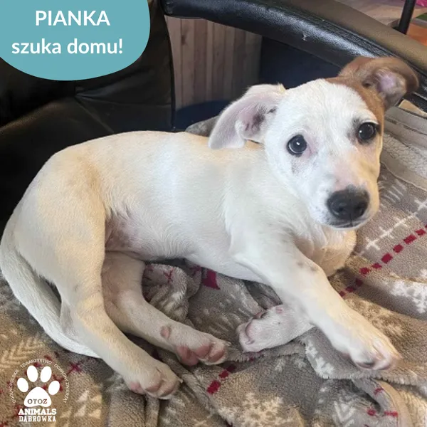 Pies do adopcji, Dąbrówka, 22 listopada 2025 (2/2)