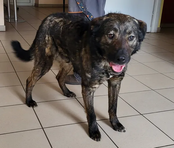 Pies do adopcji, Sosnowice, 8 maja 2025