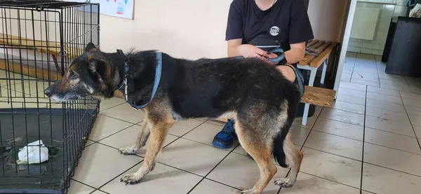 Pies do adopcji, Sosnowice, 17 kwietnia 2025