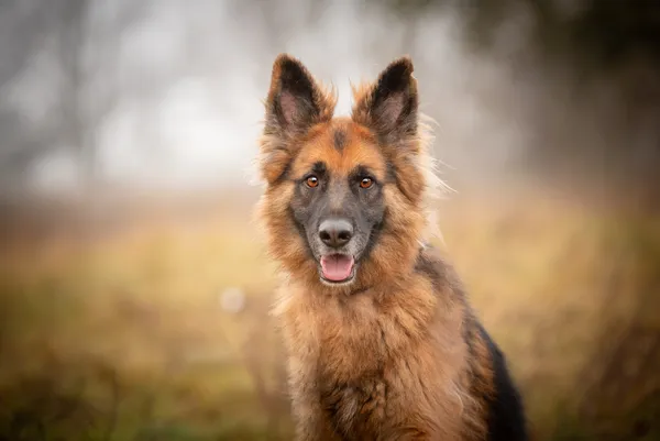 Oddam psa, Warszawa, Pelcowizna, 24 listopada 2025 (1/5)