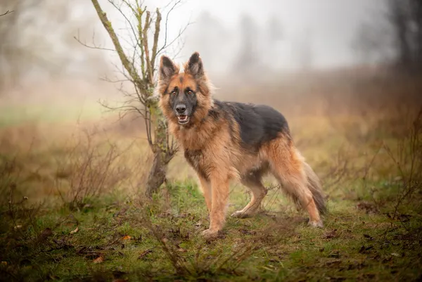 Oddam psa, Warszawa, Pelcowizna, 24 listopada 2025 (2/5)