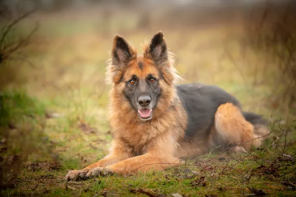 Oddam psa, Warszawa, Pelcowizna, 24 listopada 2025 (3/5)