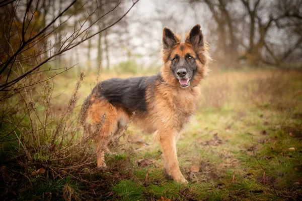 Oddam psa, Warszawa, Pelcowizna, 24 listopada 2025 (5/5)