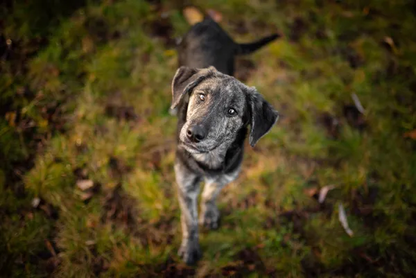 Oddam psa, Blizne Łaszczyńskiego, Chrzanów, 24 listopada 2025 (1/5)