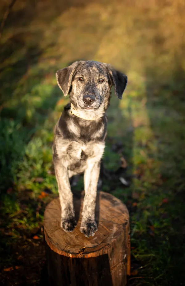 Oddam psa, Blizne Łaszczyńskiego, Chrzanów, 24 listopada 2025 (3/5)