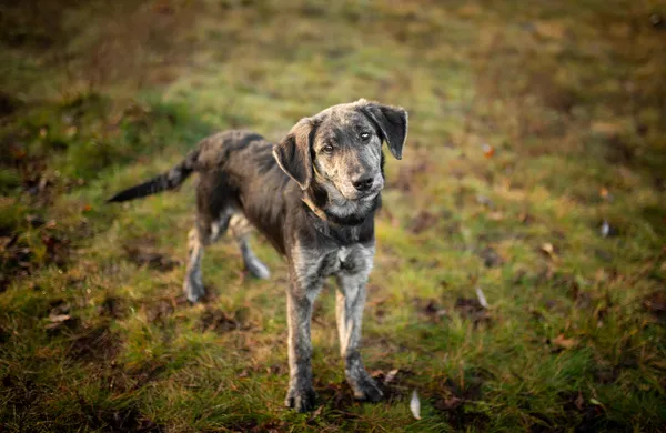 Oddam psa, Blizne Łaszczyńskiego, Chrzanów, 24 listopada 2025 (4/5)