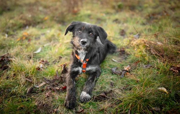 Oddam psa, Izabelin B, 24 listopada 2025 (4/5)