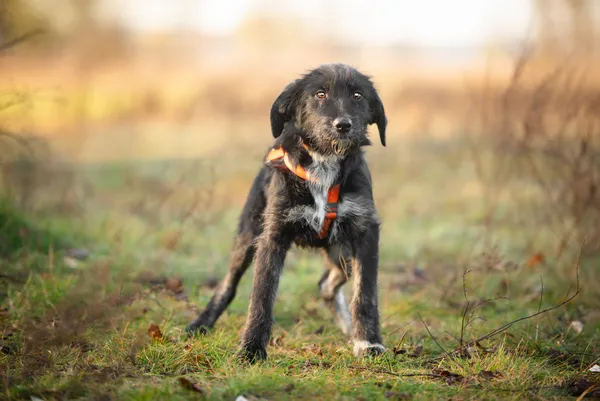 Oddam psa, Izabelin B, 24 listopada 2025 (5/5)