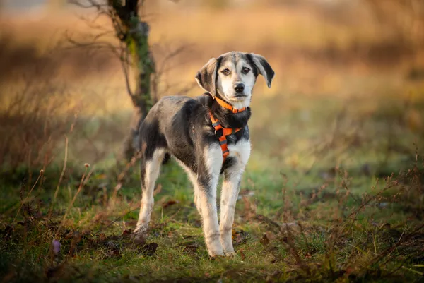 Oddam psa, Warszawa, Chomiczówka, 24 listopada 2025 (5/5)