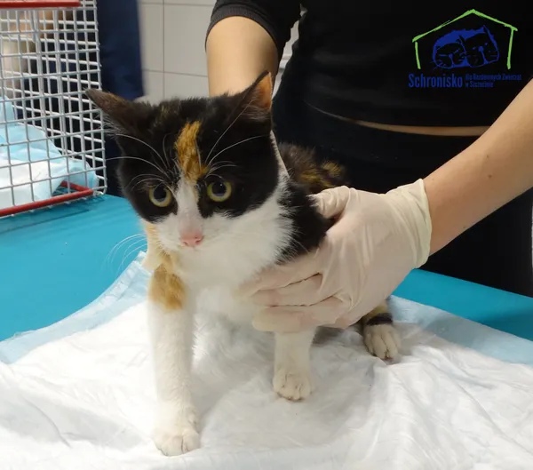 Znaleziono kota, Szczecin, 22 listopada 2025