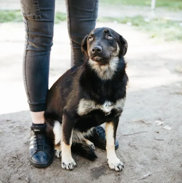 Oddam psa, Warszawa, Nowa Praga, 24 listopada 2025 (4/4)