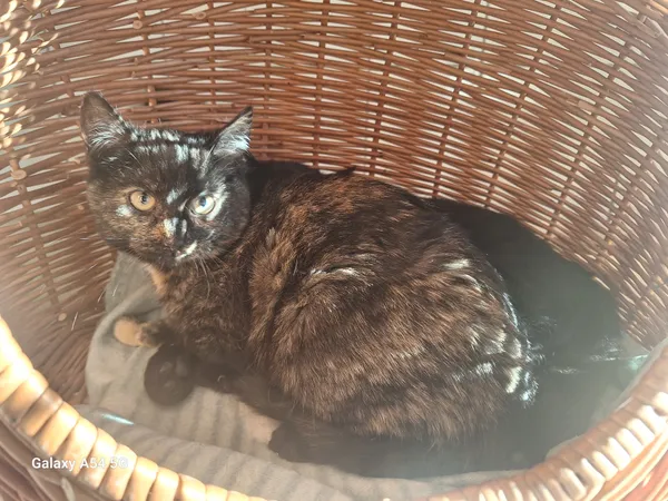 Kot do adopcji, Orzechowce, 22 listopada 2025 (2/2)