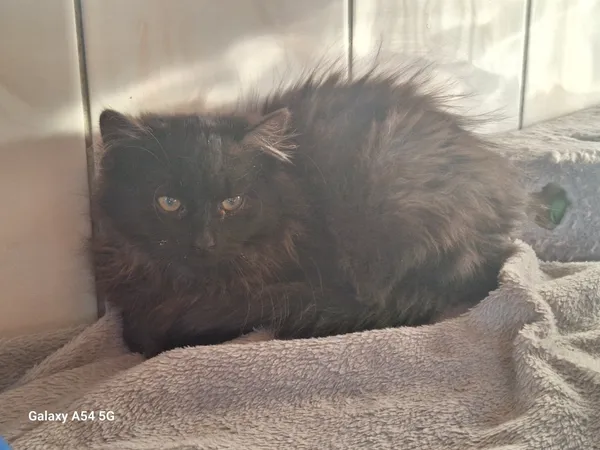 Kot do adopcji, Orzechowce, 22 listopada 2025 (1/2)