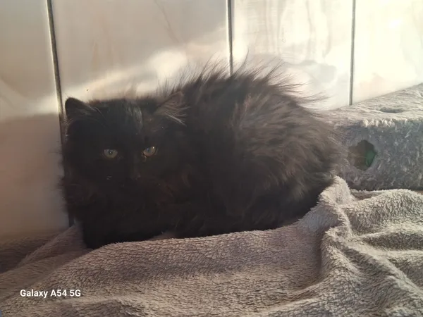 Kot do adopcji, Orzechowce, 22 listopada 2025 (2/2)