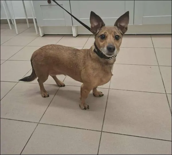 Znaleziono psa, Grudziądz, 23 listopada 2025