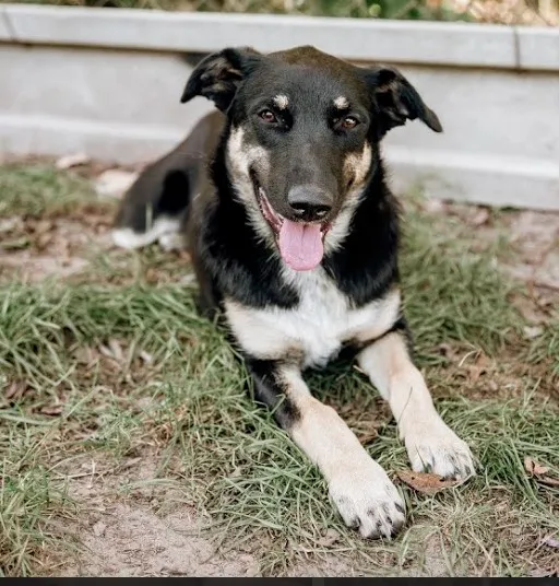 Oddam psa, Warszawa, Pelcowizna, 24 listopada 2025 (1/5)