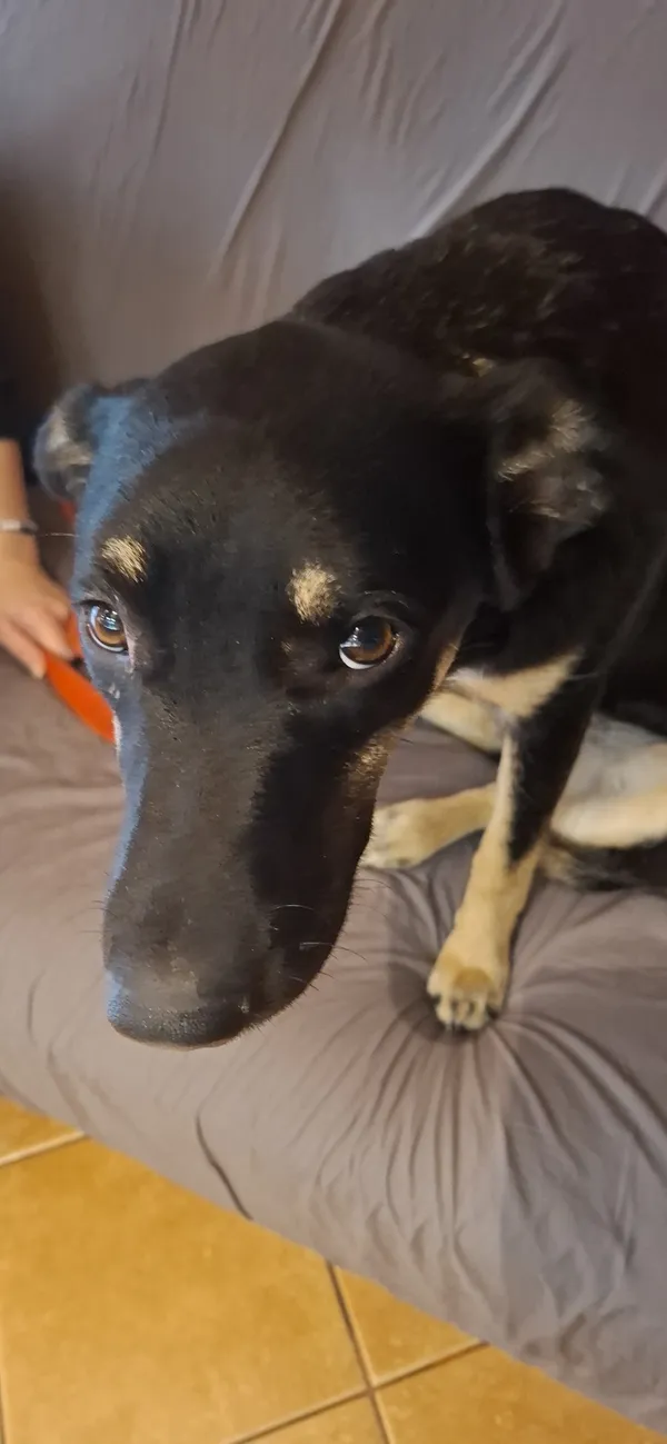 Oddam psa, Warszawa, Pelcowizna, 24 listopada 2025 (2/5)