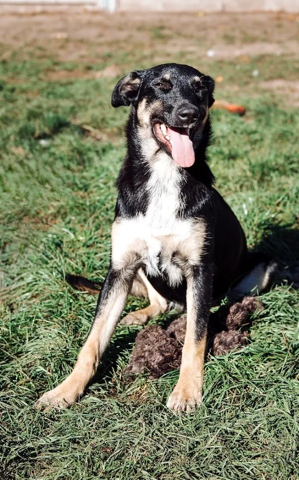 Oddam psa, Warszawa, Pelcowizna, 24 listopada 2025 (3/5)