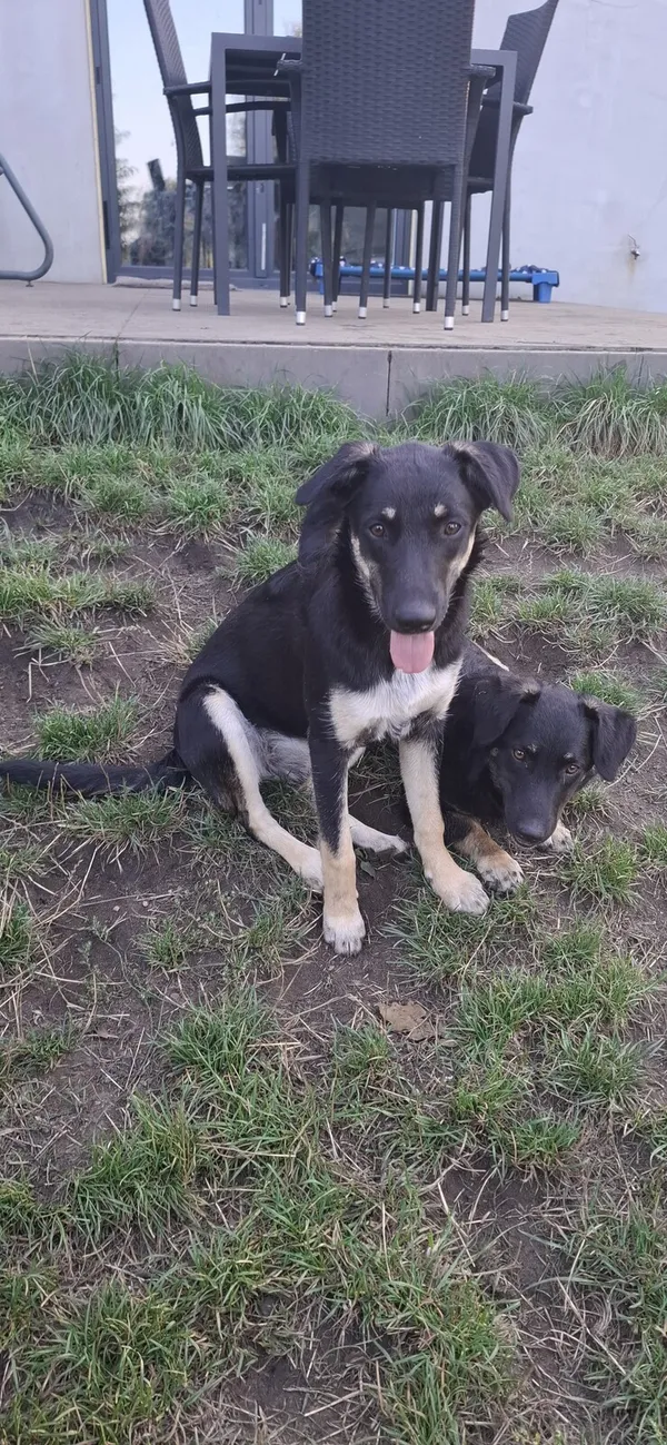 Oddam psa, Warszawa, Pelcowizna, 24 listopada 2025 (4/5)