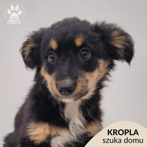 Pies do adopcji, Gdynia, 23 listopada 2025 (1/5)