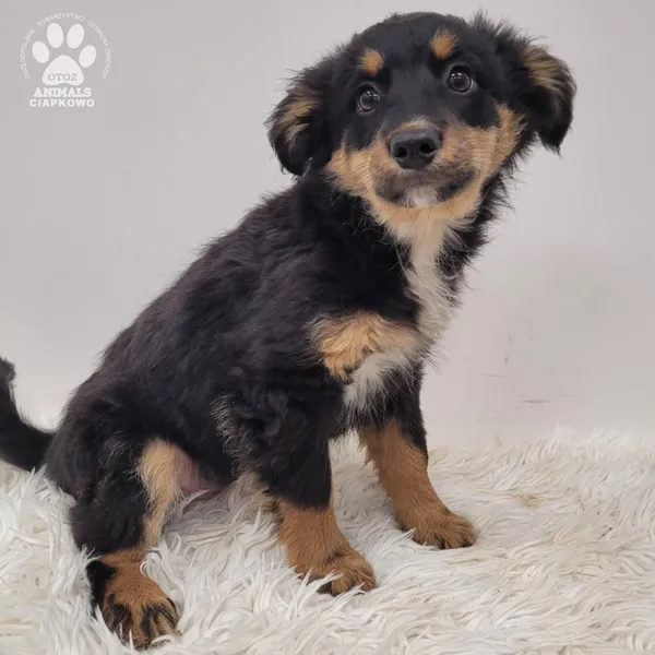 Pies do adopcji, Gdynia, 23 listopada 2025 (2/5)