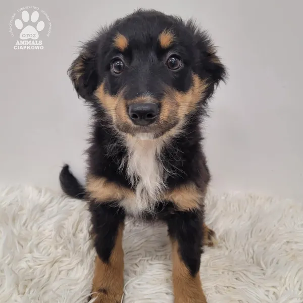 Pies do adopcji, Gdynia, 23 listopada 2025 (4/5)