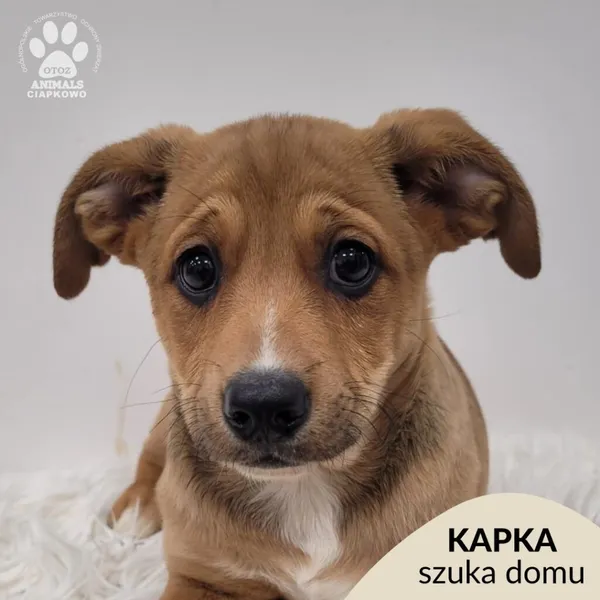 Pies do adopcji, Gdynia, 23 listopada 2025 (1/5)