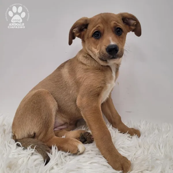 Pies do adopcji, Gdynia, 23 listopada 2025 (2/5)