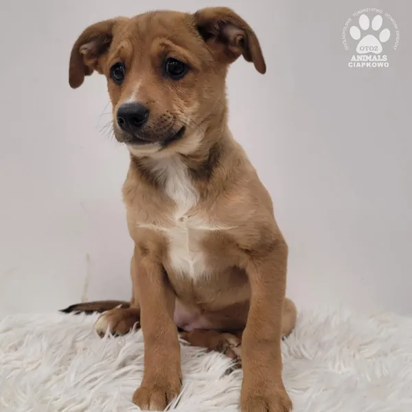 Pies do adopcji, Gdynia, 23 listopada 2025 (3/5)