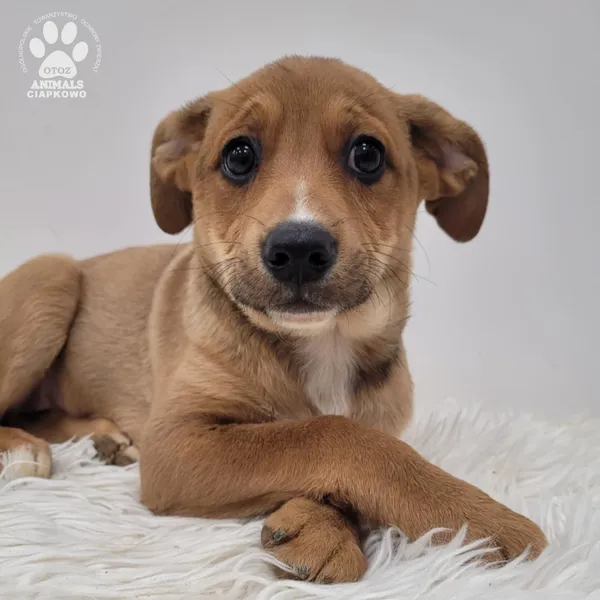 Pies do adopcji, Gdynia, 23 listopada 2025 (5/5)