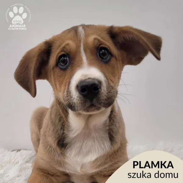 Pies do adopcji, Gdynia, 23 listopada 2025 (1/5)