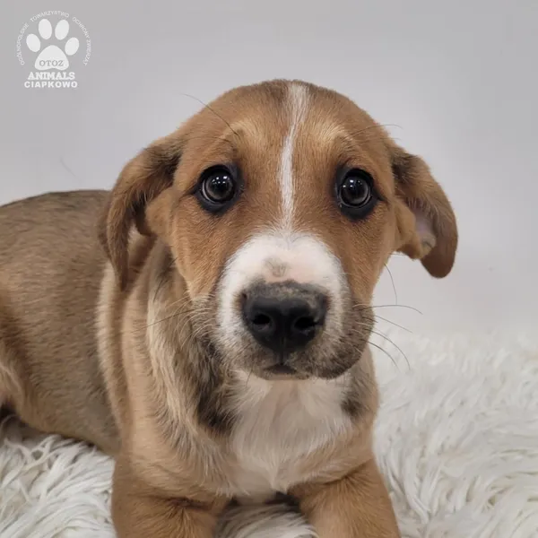 Pies do adopcji, Gdynia, 23 listopada 2025 (3/5)