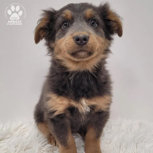 Pies do adopcji, Gdynia, 23 listopada 2025 (3/5)