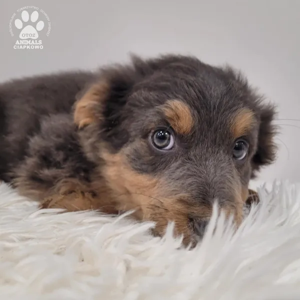 Pies do adopcji, Gdynia, 23 listopada 2025 (4/5)