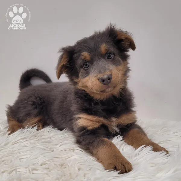 Pies do adopcji, Gdynia, 23 listopada 2025 (5/5)