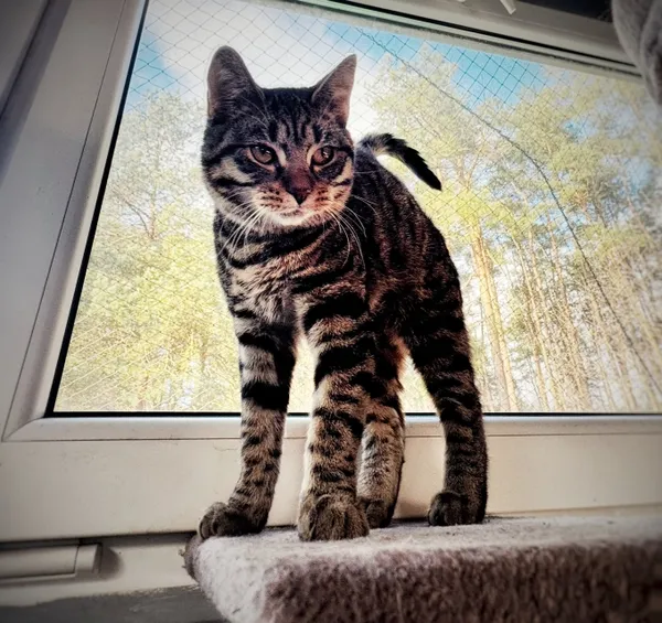 Kot do adopcji, Piła, 3 września 2025 (1/5)