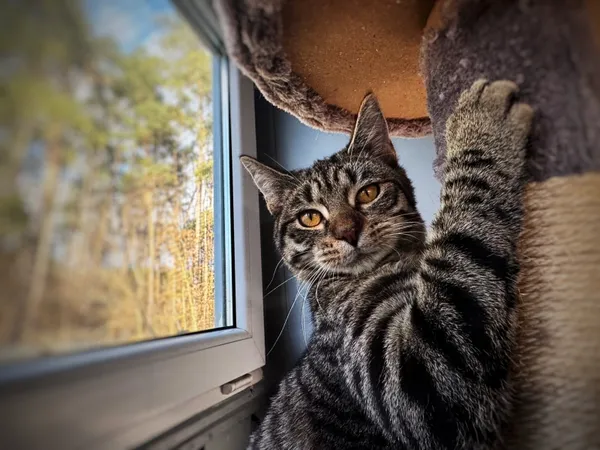 Kot do adopcji, Piła, 3 września 2025 (2/5)